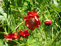 Paeonia delavayi blutorangefarben