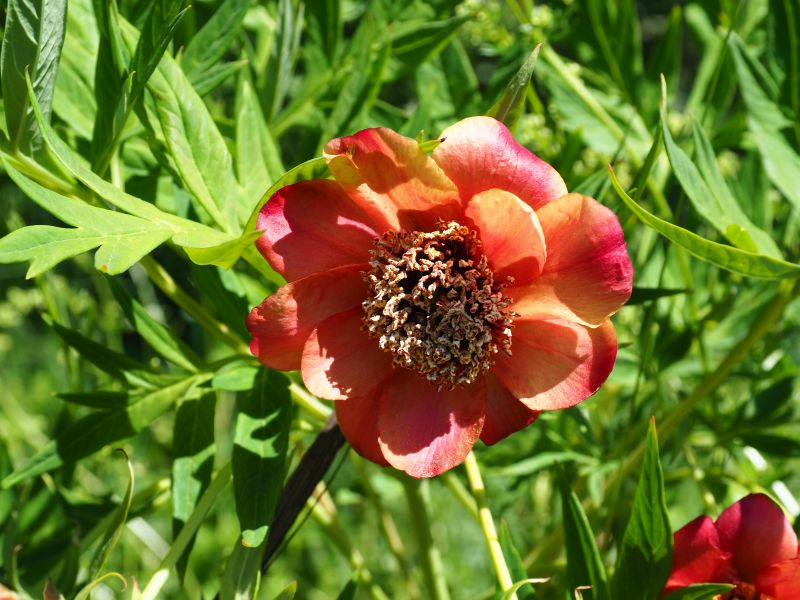 Paeonia delavayi blutorangefarben