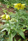 Fritillaria camschatcensis