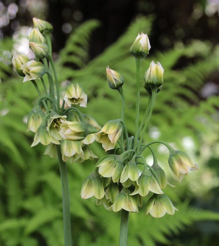 Nectaroscordum siculum grün