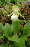 Cypripedium hybr.