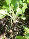 Beet #21
