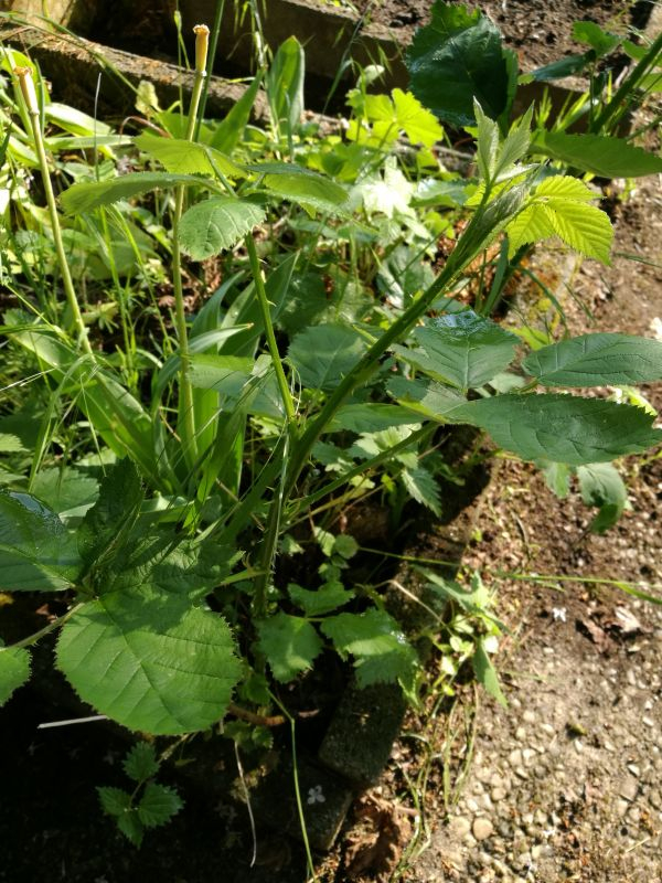 Beet #23