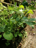 Beet #23