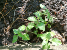 Beet #22