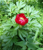 Paeonia peregrina