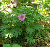 Paeonia 'Early Windflower' x anomala