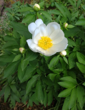 Paeonia lactiflora