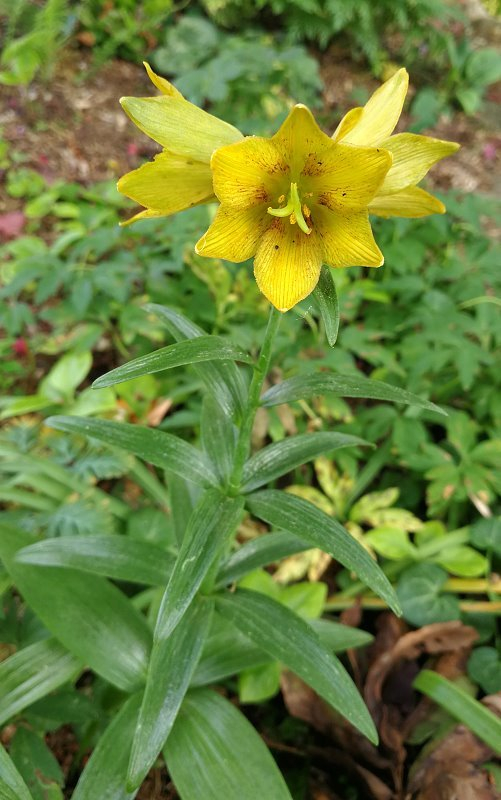 Fritillaria camschatcensis f. flava
