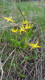 Erythronium grandiflorum