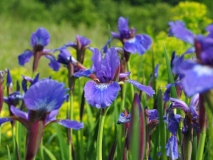 Iris Sibirica 'Prussian Blue' 1993 Tamberg 