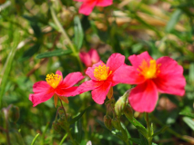 Helianthemum 'Jentschs Pink'