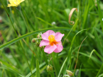 Helianthemum 'Lawrenson's Pink'