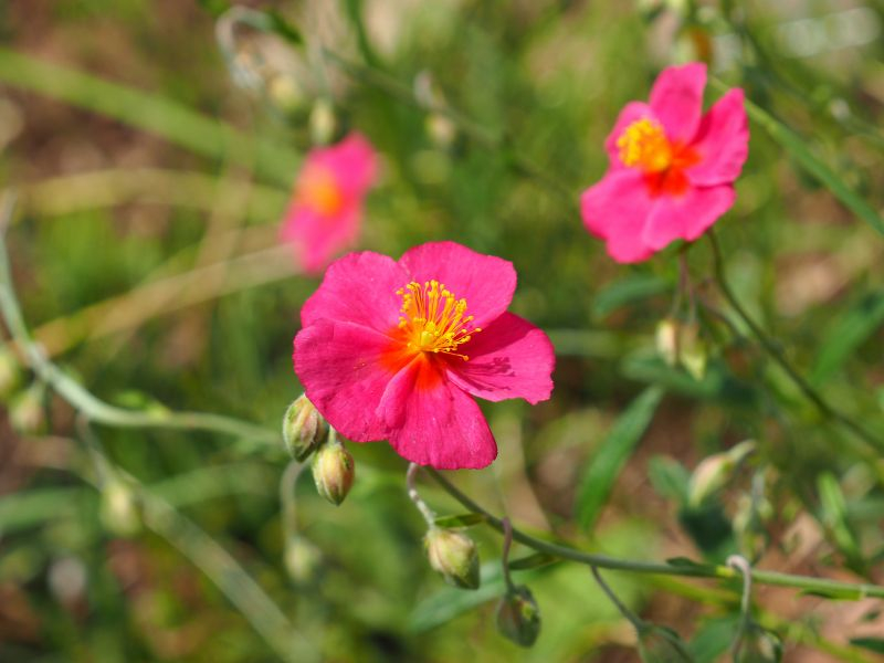 Helianthemum 'Magenta'