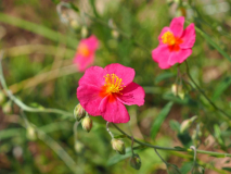 Helianthemum 'Magenta'