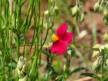 Helianthemum 'Red Orient'