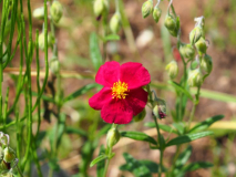 Helianthemum 'Red Orient'