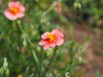 Helianthemum 'Sudbury Gem'
