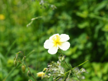 Helianthemum x sulphureum