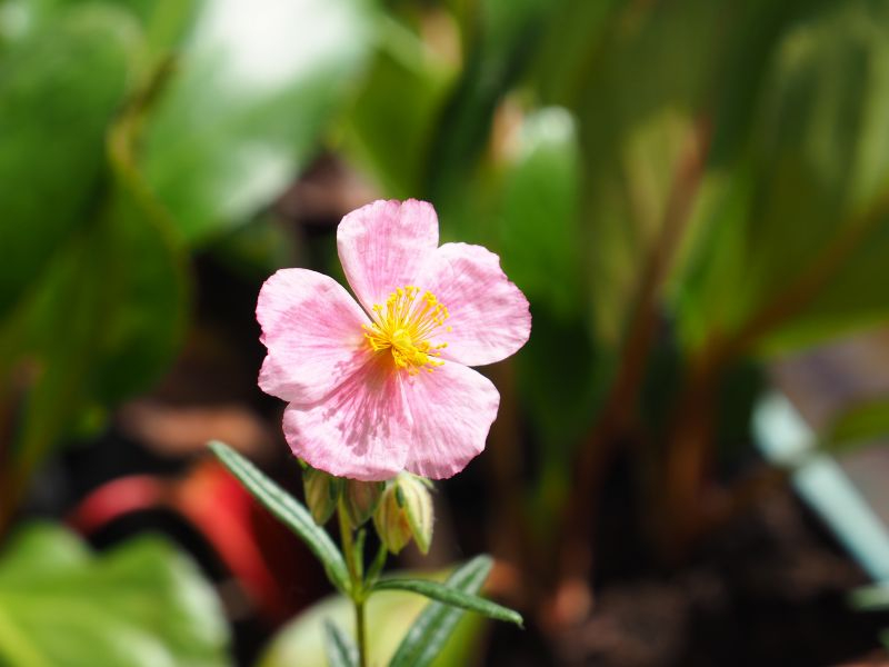 Helianthemum Sämling aus allen diesen Sonnenröschen