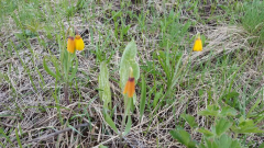 Fritillaria pudica?