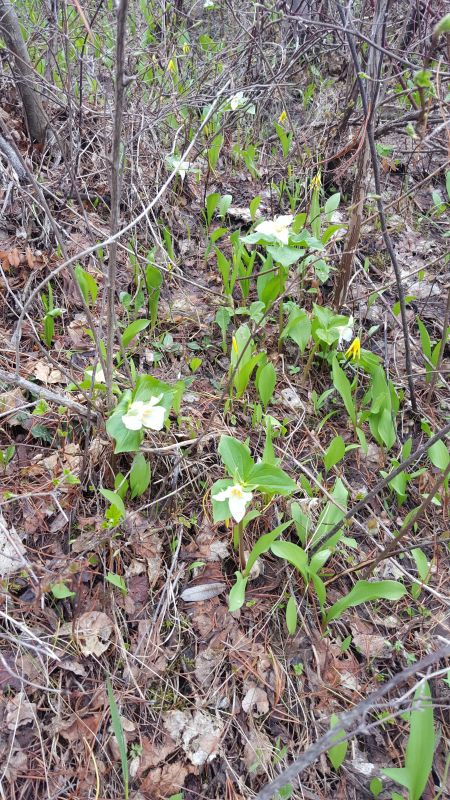 Erythronium grandiflorum und Trillium?