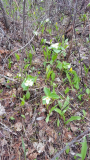 Erythronium grandiflorum und Trillium?