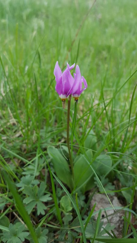 Dodecatheon pulchellum