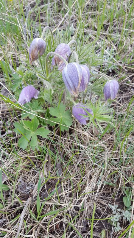 Pulsatilla Nr.1 Montana