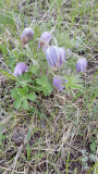 Pulsatilla Nr.1 Montana