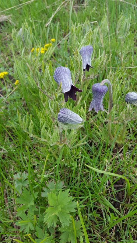 Pulsatilla? Nr.2 Montana