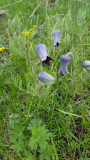 Pulsatilla? Nr.2 Montana