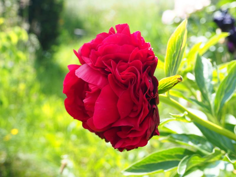 Paeonia 'Edgar Jessep'