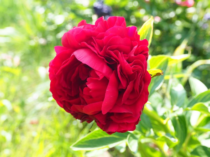 Paeonia 'Edgar Jessep'