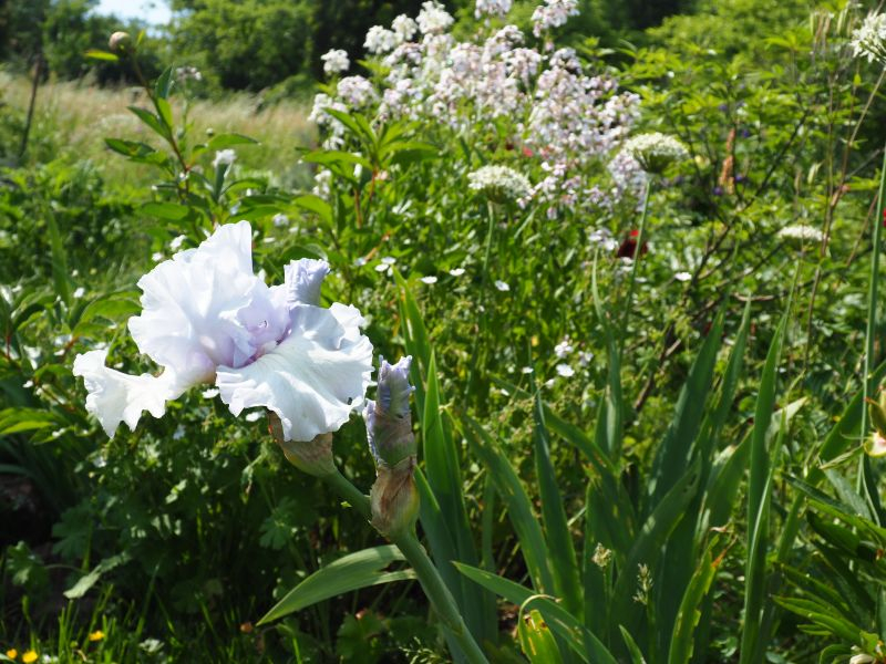 Silverado mit Allium nigrum