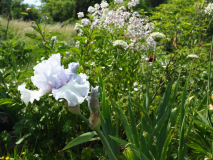 Silverado mit Allium nigrum