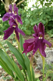 Roscoea cf. cautleyoides