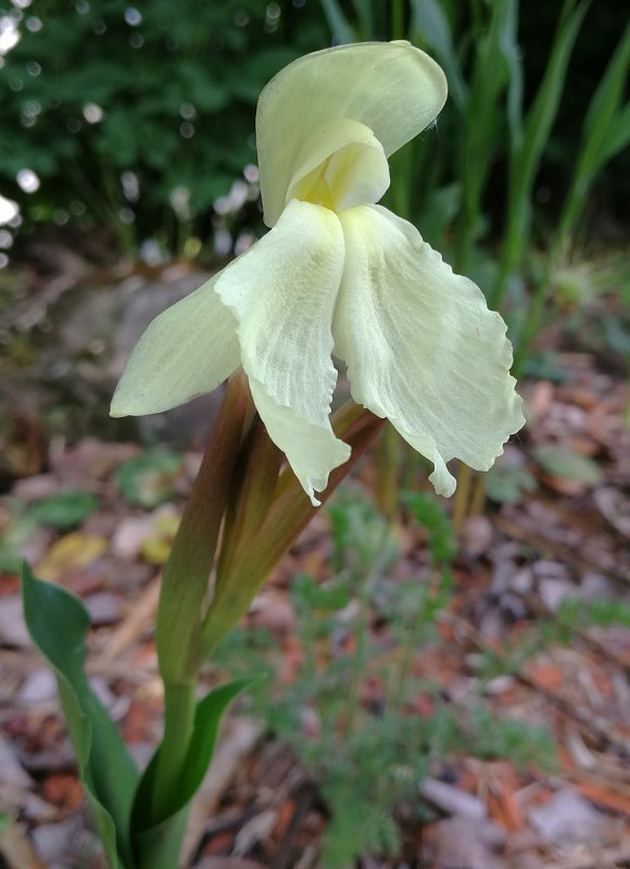 Roscoea cf. humeana