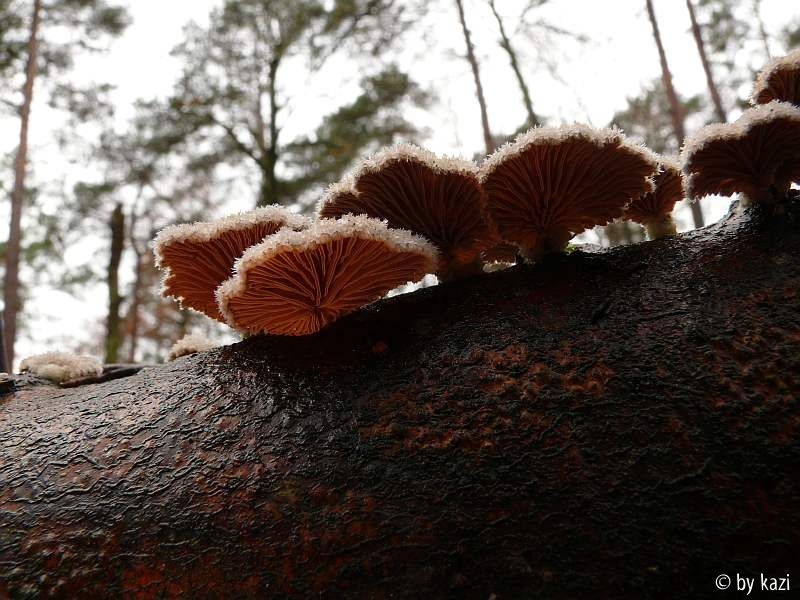 Spaltblättlinge Original