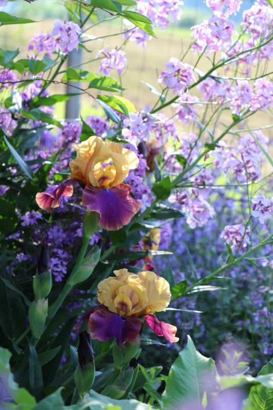 Frimousse_vermutlich