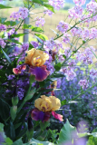Frimousse_vermutlich