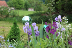 I pallida mit Verbascum 'Violetta' Frühsommer 2018