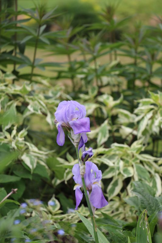iris pallida solo