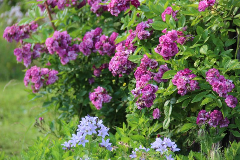 Bleu Magenta