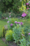 Mohn Sommer 2015