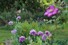 Mohn Sommer 2015