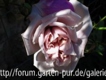 Aschermittwoch, fast offen