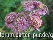 Astrantia major