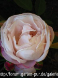 Ayrshire Queen, Lieblingsrose
