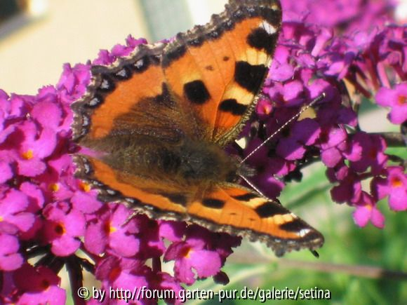 Budleija mit Schmetterling
